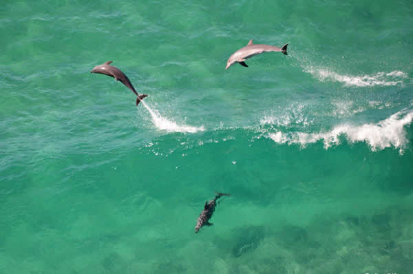 Grupo de Delfines jugando Australia