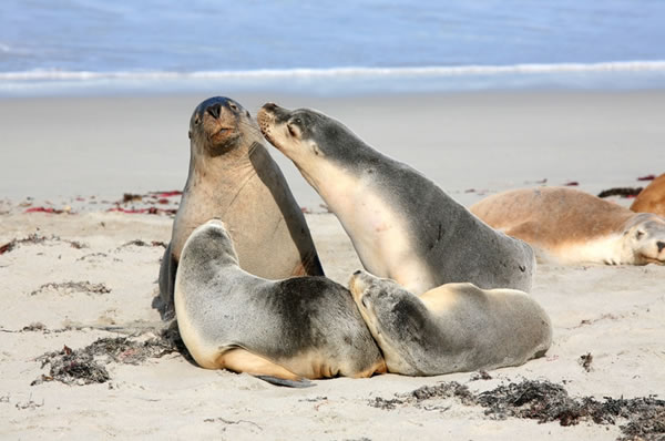 Familia de Lobos Marinos en playa de Kangaroo Island en Australia