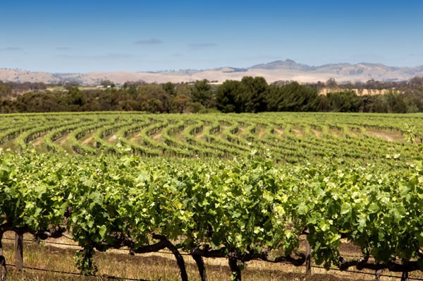 Viñedos en Australia región Barrosa Valley