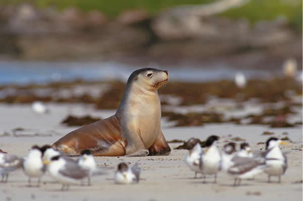 Lobo marino y pajaros en la playa de Kangaroo Island