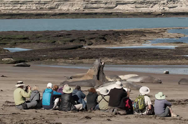 Animales Marinos en la Estancia Rincón Chico en Península de Valdés en Argentina