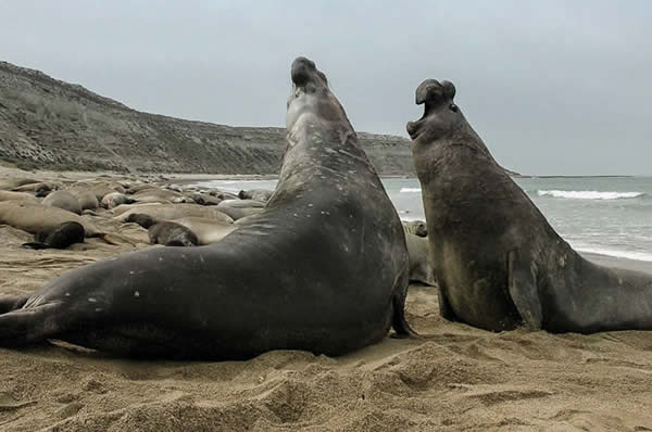 Elefantes marinos en la Estancia Rincón Chico en Península de Valdés en Argentina