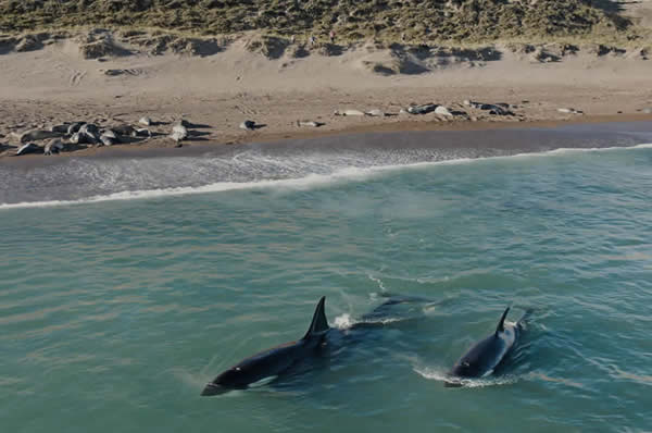 Avistamiento de ballenas la Estancia Rincón Chico en Península de Valdés en Argentina