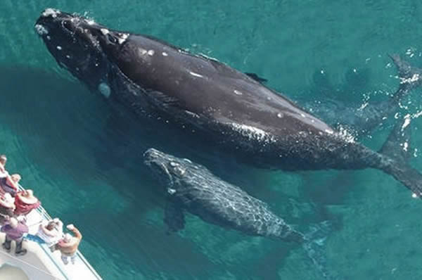 Avistamiento de ballenas en Península de Valdés en Argentina