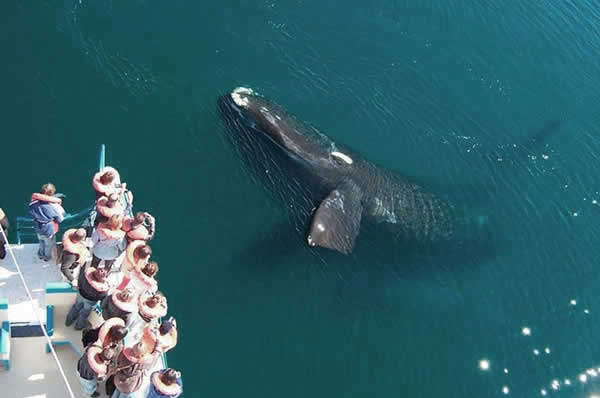 Avistamiento de ballenas en Península de Valdés en Argentina