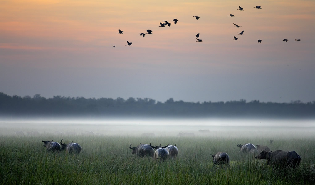 Humedales de Darwin al amanecer en lodge Bamurru Plains