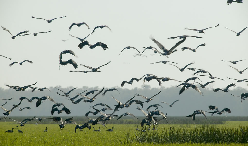 Grupo de aves volando sobre los pantanos en Darwin en Australia