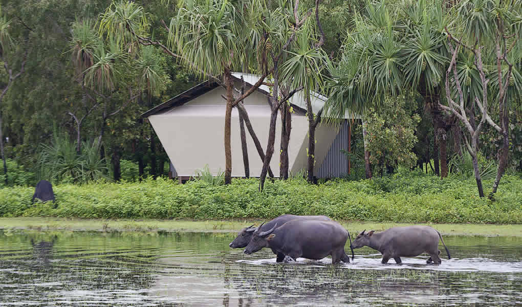 Animales en libertad en Darwin en Bamurru Plains Lodge Australia