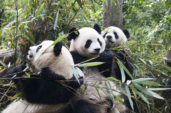 Familia de Pandas en centro de conservación de Chengdu
