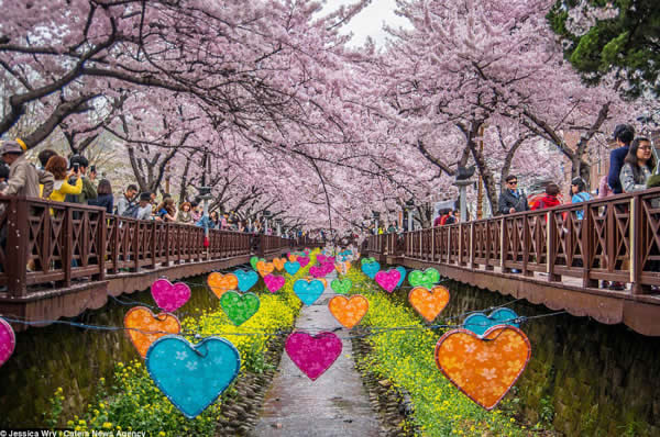 Flores de cerezo en Seúl