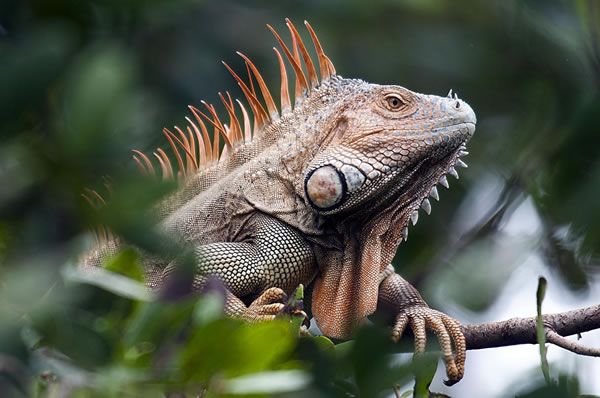 Animales en libertad en Costa Rica lagarto