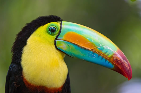 Tucán ave tradicional de Costa Rica colores amarillos y verdes