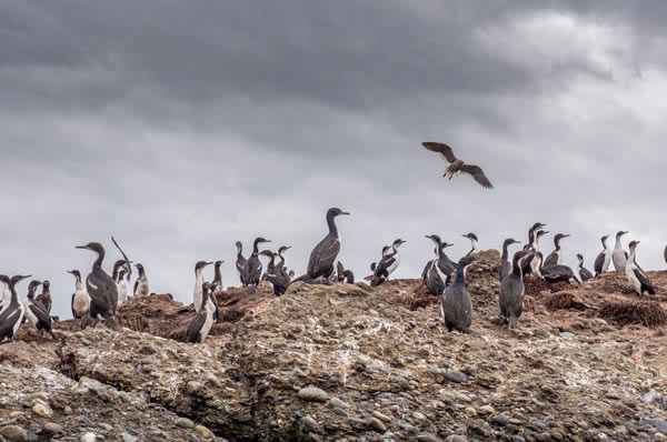 Fauna en la patagonia Argentina