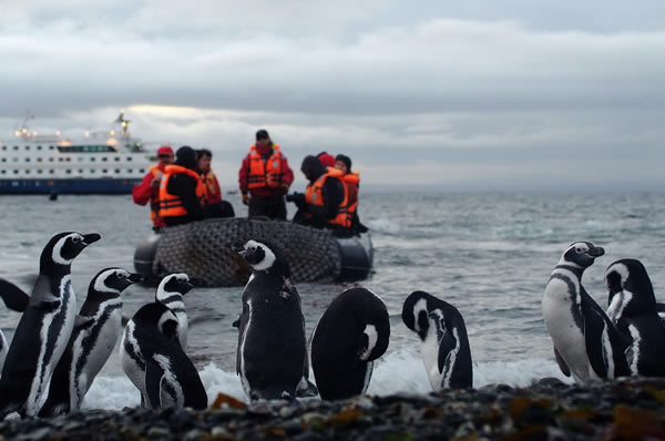 Excursión pinguinos en zodiac en el crucero Australis 