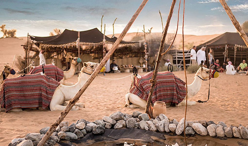 Camellos en el desierto de Dubai