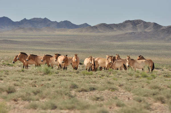 Mongolia Parque Nacional Khustain Nuruu