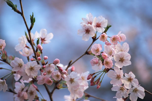 Viaje de novios a Japón y Polinesia en Japan Rail Pass