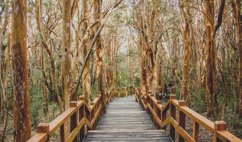 Hotel Las Balsas visita al bosque de arrayanes