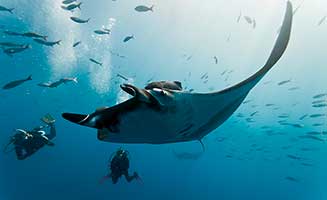 Manta raya bajo mar en Fiji persona buceando