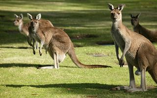 Grupo de canguros en Australia en Port Douglas