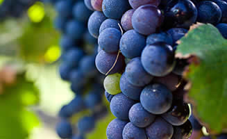 Uvas viñedo de Australia en primer plano