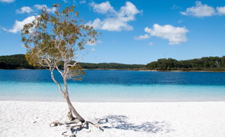 Arbol en medio playa en Australia