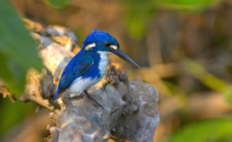 Naturaleza en Australia pájaro azul