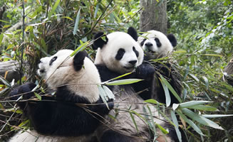 Viaje en familia a China para ver los Osos Panda en Chengdu en la naturaleza