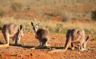 Desierto de Australia grupo de canguros comiendo y jugando