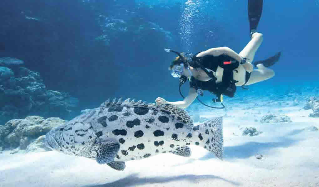 Mujer practicando buceo debajo del mar y tocando pez Lizard Island.