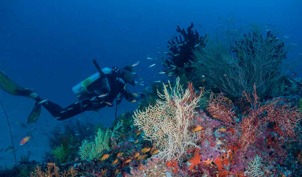 Milaidhoo Maldives Reef del hotel