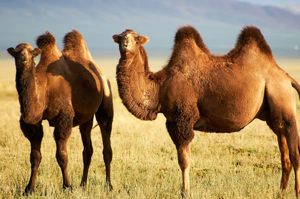 Desierto de Gobi camello bactriano