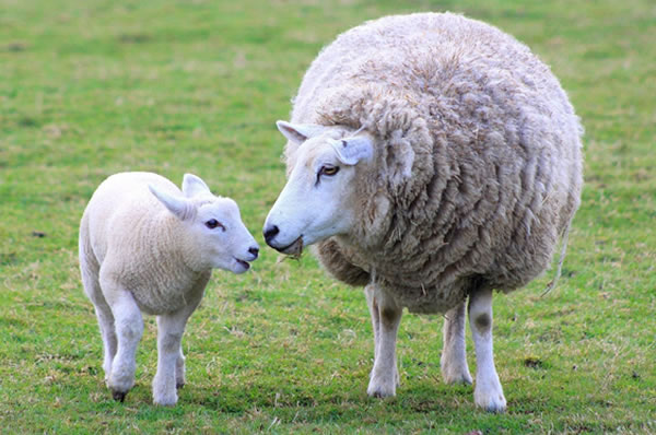 Familia de dos ovejas en Nueva Zelanda con fondo de césped