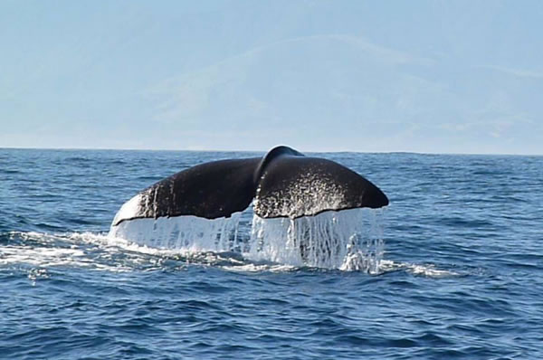 Mar del sur de Nueva Zelanda en Kaikoura ballena