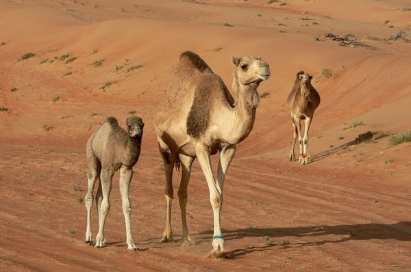 Wahiba Sands Desert Nights Camp camellos en el desierto
