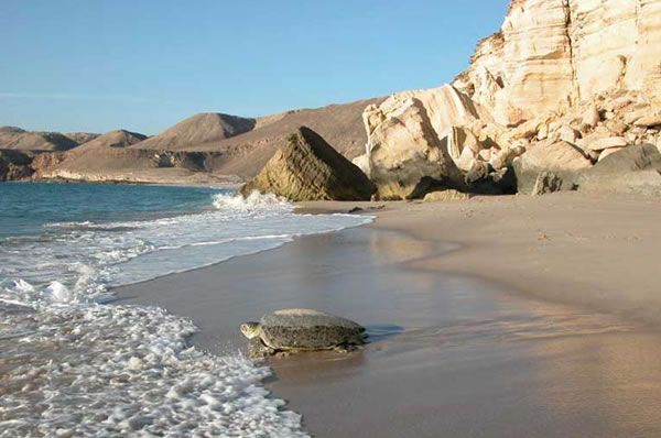 Playa de Omán Tortugas Resort Ras Al Jinz