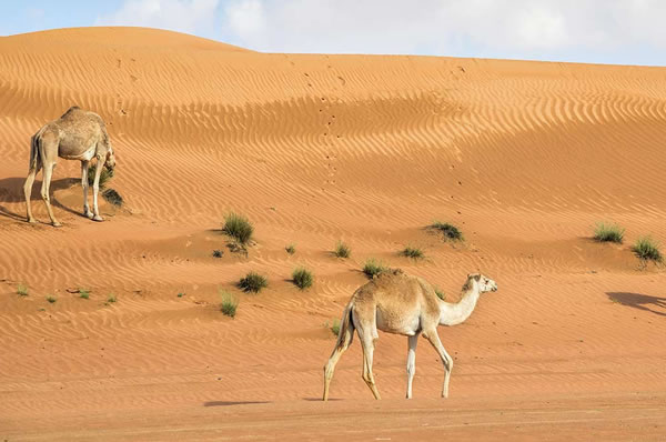 Camellos desierto Omán Wahiba Sands