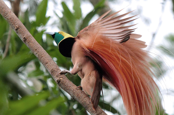 Aves del paraíso