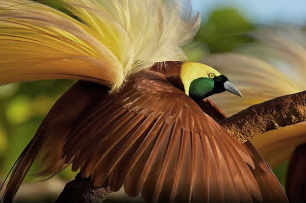 Aves del paraíso