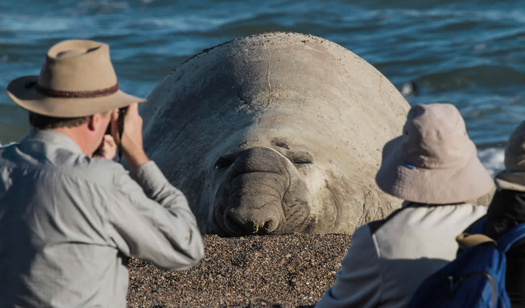 Elefante Marino en Rincón Chico