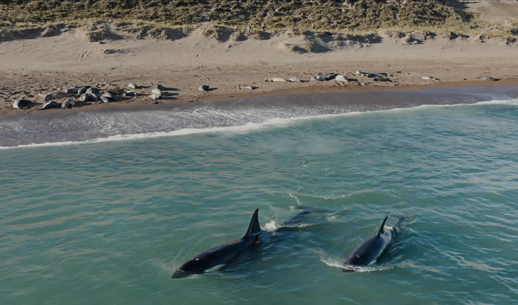 Avistamiento de ballenas en Rincón Chico