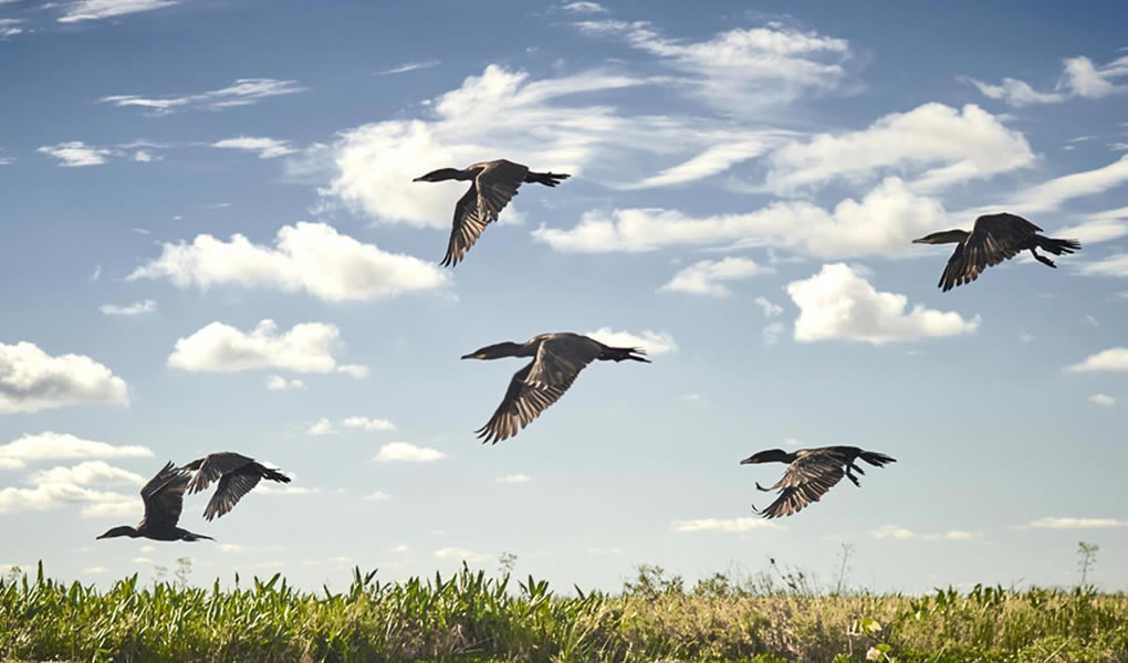 Aves volanda Rincón del Socorro