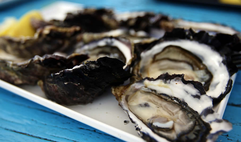 Freycinet Marine Oyster Farm Freycinet Marine Oyster Farm