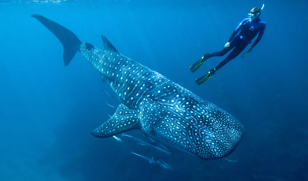 Nadar con tiburones ballena Sal Salis Ningaloo Reef buceo en Australia