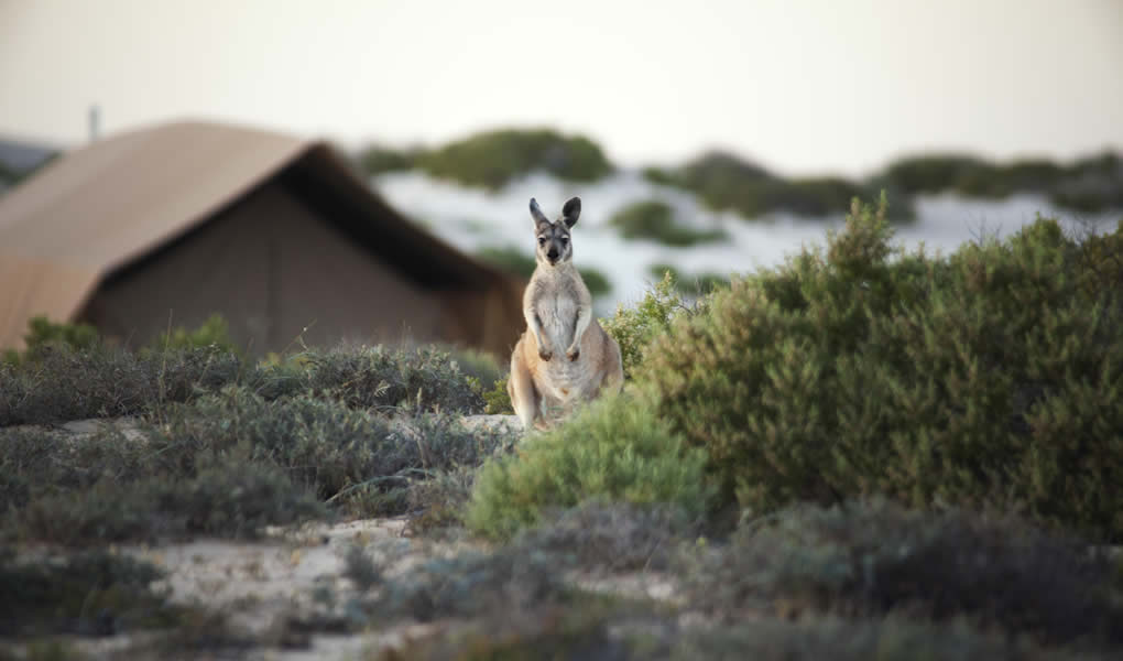 Canguro playa Australia lodge lujo Sal Salis Ningaloo Reef