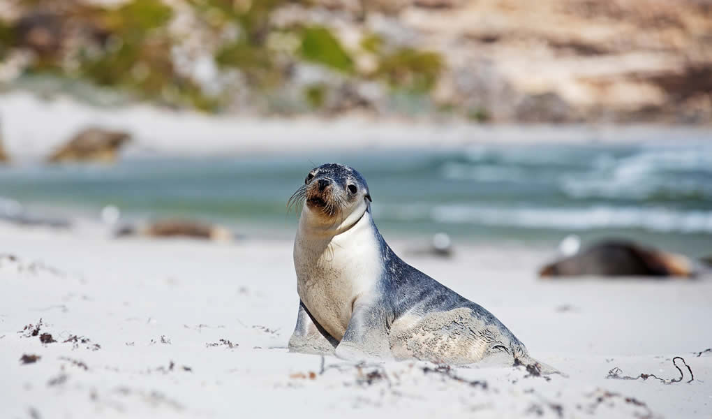 Lobo marino en la playa de Kangaroo Island Southern Ocean Lodge