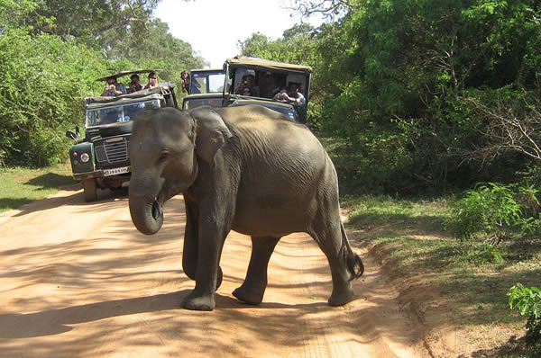 Paseo Elefante Sri Lanka viajes novios a medida