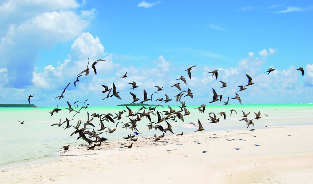 the brando tetiaroa polinesia francesa