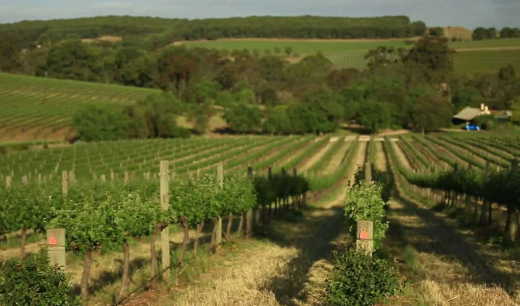 Viñedos en The Louise Barossa Valley Australia