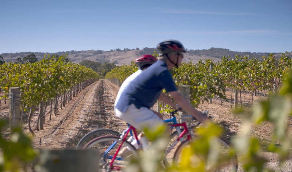 Actividad The Louise Barossa Valley en los viñedos bicicleta